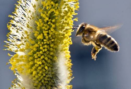 Bienensterben soll im Nationalrat debattiert werden. Foto: dpa