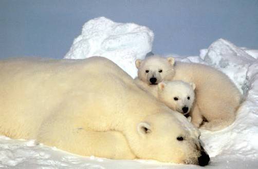 Die Temperaturen sind im vergangenen Jahrzehnt weniger stark gestiegen als angenommen – trotzdem bleiben die Aussichten düster. Foto: AP