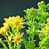 Das Gift kommt mit der Blume