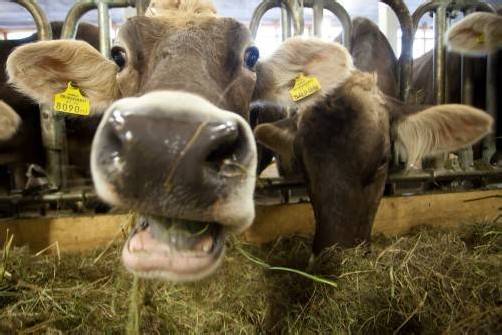 Landwirtschafts- und Umweltthemen wurden gestern in den Landtagsausschüssen besprochen – es herrschte weitgehender Konsens. Foto: VN