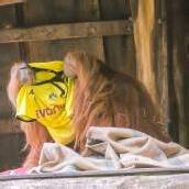 Tierwelt sieht den BVB vorn