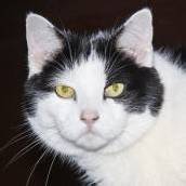 Sunny und Franky sind echte Schmusekater