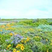 Der De-Hoop-Nationalpark