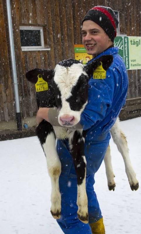 Zurück in den Stall hieß es gestern Vormittag für das süße Kalb von Biobauer Andreas Hehle. Foto: VN/Hartinger