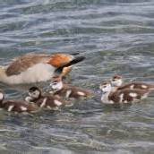 Nachwuchs bei Nilgänsen am Baggersee