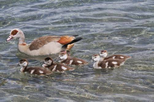 Zurzeit „baden“ im Baggersee in Rankweil-Brederis nur die Nilgänse. Seit kurzem gibt es Nachwuchs. Foto: Knobel