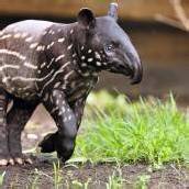 Tapirbaby im Gondwanaland