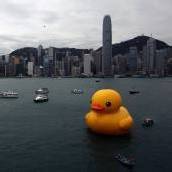 Riesen-Ente im Hafen von Hongkong