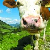 Landwirte gaben Alpflächen in der Regel in gutem Glauben an