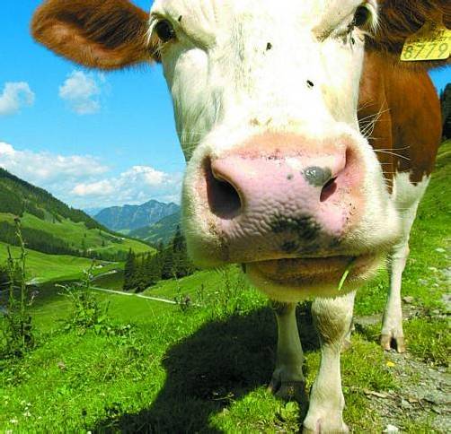 Alpwirtschaft: Flächenangaben werden überprüft. Foto: APA