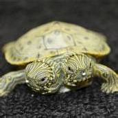 Schildkröte mit zwei Köpfen geboren