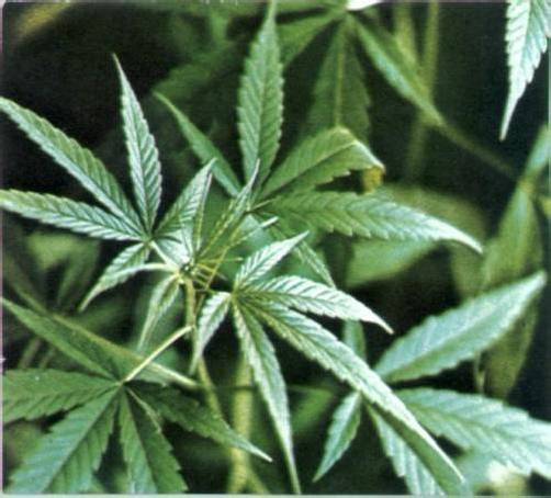 Der Angeklagte wollte offensichtlich Cannabis-Pflanzen züchten.
