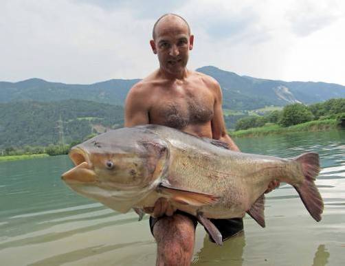 Der Fisch dürfte etwa 45 Jahre alt sein. Nachdem Armin Margreiter Fotos gemacht hatte, setzte er den Karpfen wieder zurück ins Wasser.