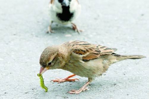 Der Haussperling hat den Buchsbaumzünsler als Delikatesse entdeckt. Foto: hahn