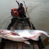 Mekong-Riesenwels durch Mega-Staudamm bedroht