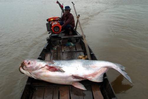 Die Mekong-Riesenwelse sind seit Jahren durch Überfischung und Zerstörung ihrer Lebensräume bedroht. Foto: Epa