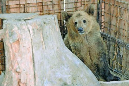 Die Tierschutzorganisation „Vier Pfoten“ hat die leidgeplagten Tiere in Sicherheit gebracht. Foto: Vier Pfoten