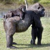 Huckepack