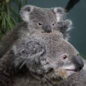 Verschmuste Koalas