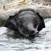 Begeisterter Schwimmer