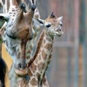 Giraffenbaby in Schönbrunn