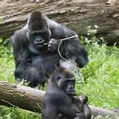 Zwillinge für Gorillamama N’Gayla