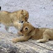 Kleine Löwenbabys toben sich aus