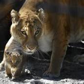 Baby-Liger tapst durchs Gehege