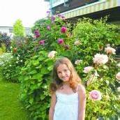 Rosenpracht in Dornbirn