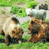 Braunbär „Balu“ tötet Polarwolf vor Besuchern