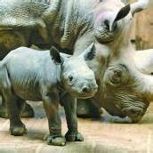 Nashorn-Baby
