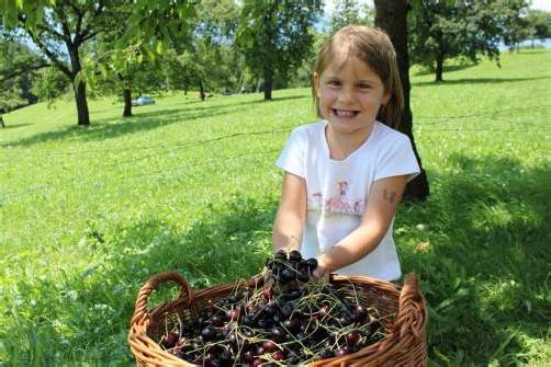 Einige Sorten werden schon diese Woche geerntet. Die berühmte „Große Schwarze“ ist jedoch noch nicht ganz reif. Foto: KAM