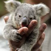 Zuckersüßer Koala