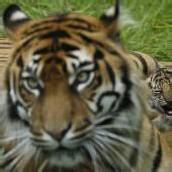 Tigerbaby genießt seinen Mittagsschlaf