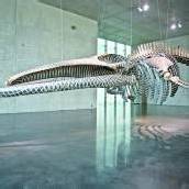 Natur und Kunst oder Wal trifft Göttin