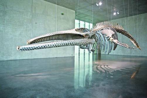 Im Kunsthaus Bregenz an absolut geeigneter Stelle in Richtung See platziert: „Dark Wave“, das exakt nachgebildete und bemalte Skelett eines Wals, von Gabriel Orozco. Fotos: VN/Philipp Steurer