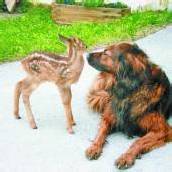Eine dicke Tierfreundschaft