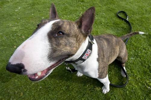 So ähnlich sieht der viereinhalbjährige Bullterrier aus, der den Kater im Badezimmer getötet hat.