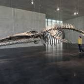 Spektakuläre Installation im Kunsthaus Bregenz