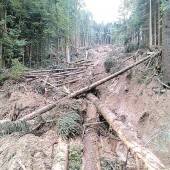 Nach Hangrutsch: Wald am Pfänder wird aufgeforstet
