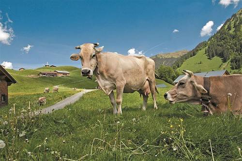 Die Idylle trügt: Auf Vorarlbergs Alpen – speziell im Grenzgebiet – sorgen Meldungen über TBC-Erkrankungen für Unruhe. Foto: L. Berchtold