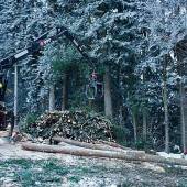 Vorarlberg sichert Waldbestände
