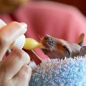 Känguru-Baby wird von Hand aufgezogen