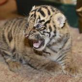 Tigernachwuchs