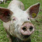 Feine Schweinereien frisch auf den Tisch