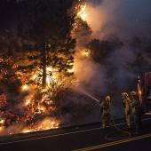 Mammutbäume werden von Waldbrand bedroht