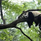 Pandabär macht Pause