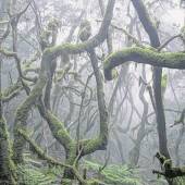 Mystischer Wald auf La Gomera