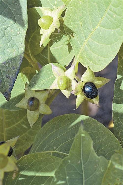 Tollkirsche; Atropa Bella-donna