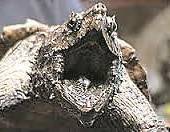 Alligator-Schildkröte beißt Bub in Badesee